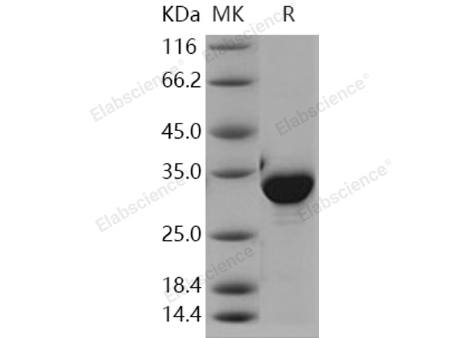 Валидация Elabscience PKSH030925(1751)
