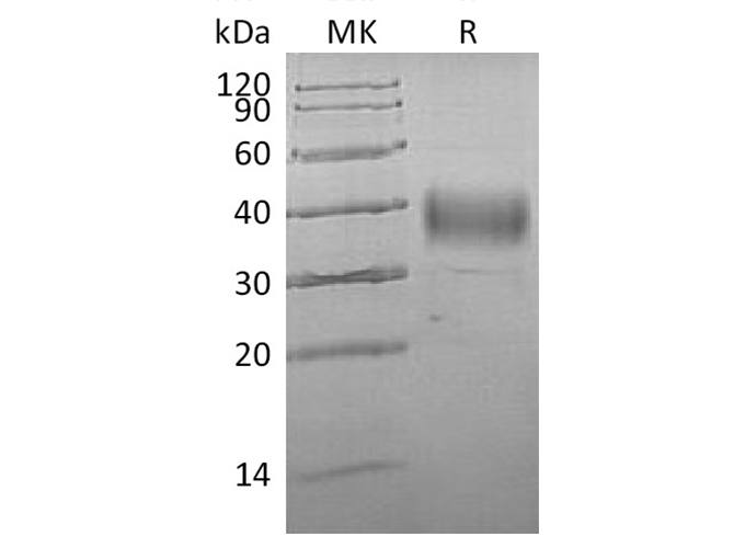 Валидация Elabscience PKSH033403(3730)