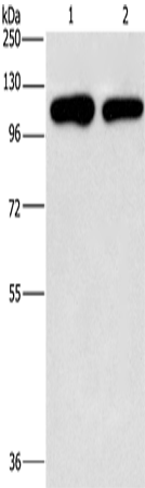 Валидация Elabscience E-AB-16202