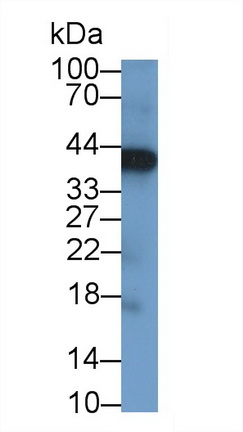 20606