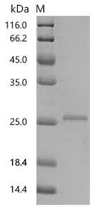 SDS-PAGE