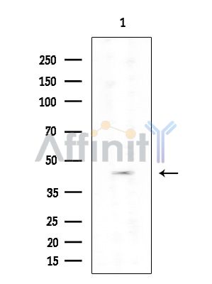 Валидация Affinity DF2558 - 13226