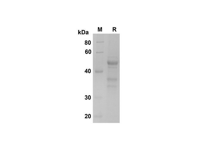 Валидация Elabscience PDMH100317(929)