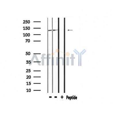 Валидация Affinity DF3988 - 15219