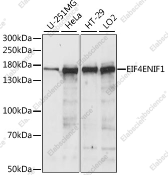 Вестерн-блоттинг, EIF4ENIF1, различные клеточные линии