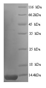 SDS-PAGE