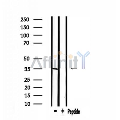 Валидация Affinity DF4039 - 15297