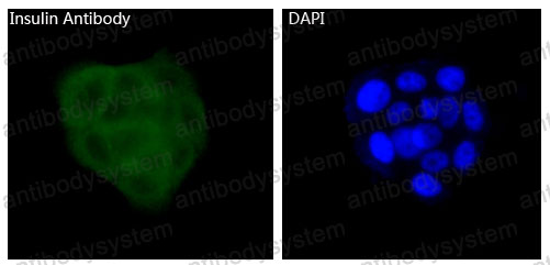 Валидация IF - AntibodySystem RHB94004