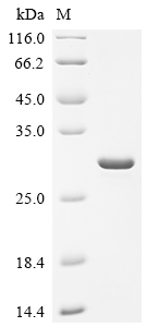 SDS-PAGE