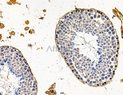 Валидация Affinity DF15036 - 11253