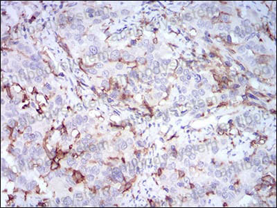 Валидация AntibodySystem RHC33704 (919)