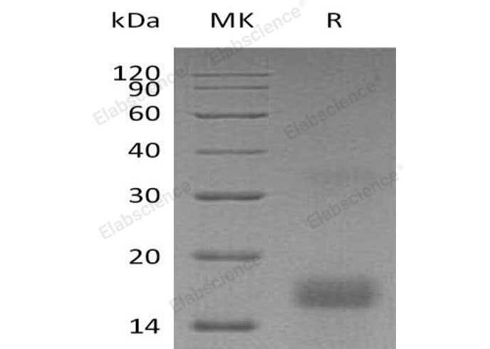 Валидация Elabscience PKSH032905(3306)