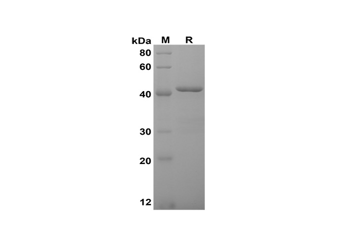 Валидация Elabscience PDEM100166(515)