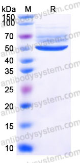 EHC82601, SDS-PAGE
