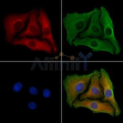 Валидация Affinity DF2743 - 13477