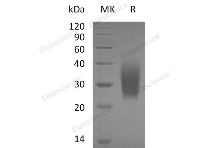 Валидация Elabscience PKSH032853(3263)