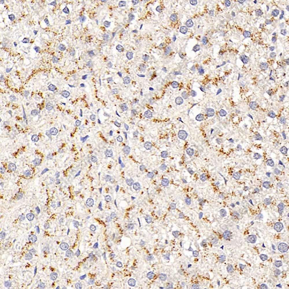 Иммуногистохимия, CD107b, ткань печени крысы