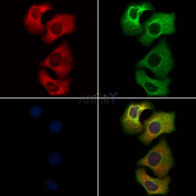 Валидация Affinity DF7560 - 19313