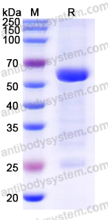 YHF81701, SDS-PAGE
