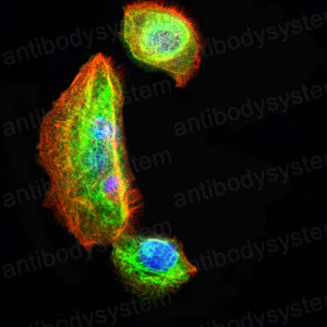 Валидация IF - AntibodySystem RHB98003