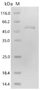 SDS-PAGE