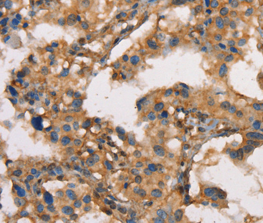 Валидация Elabscience E-AB-14705