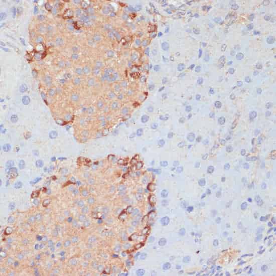 Валидация Elabscience E-AB-65105