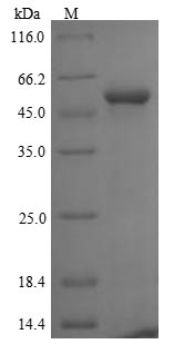 SDS-PAGE