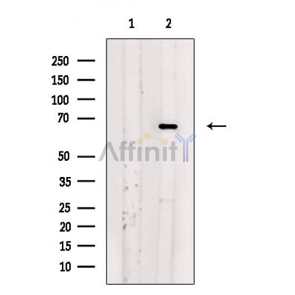Валидация Affinity DF3316 - 14181