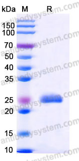 AMC96802, SDS-PAGE