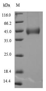 SDS-PAGE