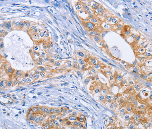 Валидация Elabscience E-AB-10910