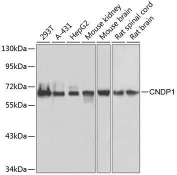 Валидация Elabscience E-AB-61740