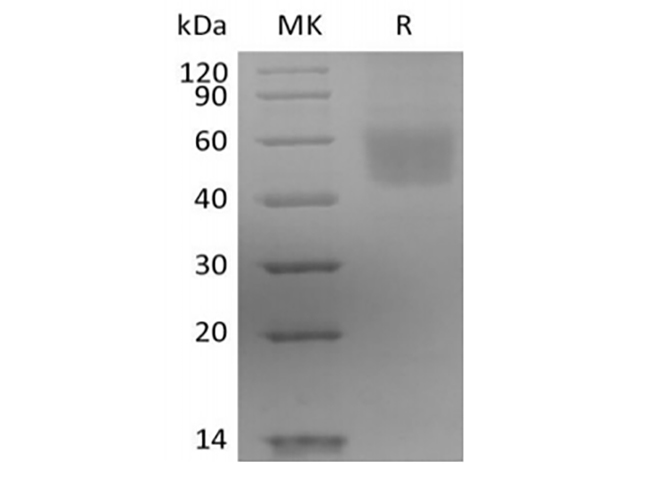 Валидация Elabscience PKSH034052(4282)