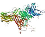 Integrin Alpha 2B (ITGa2B) Integrin Alpha 2B (ITGa2B)