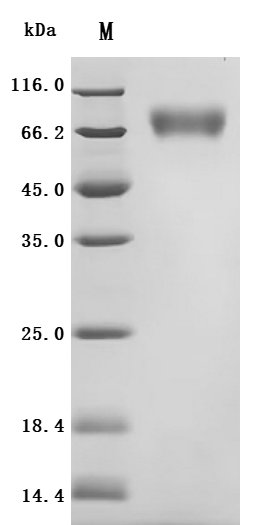 SDS-PAGE