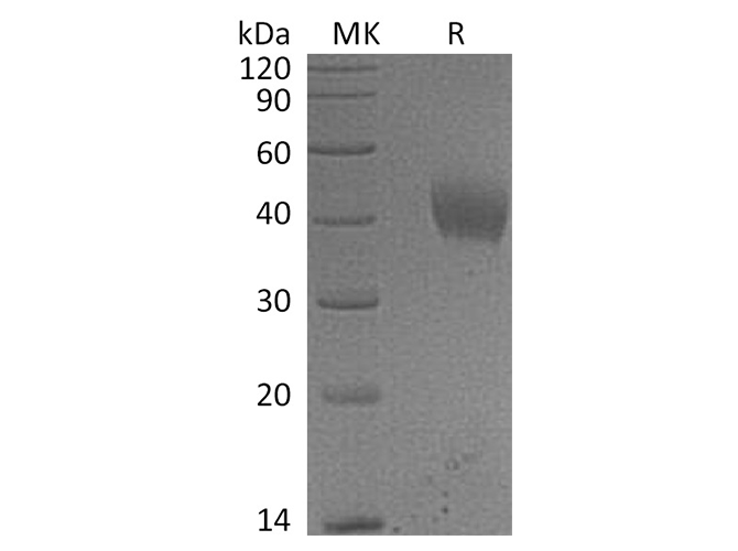 Валидация Elabscience PKSH032576(3027)