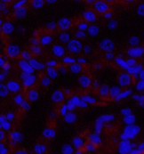 Валидация Elabscience E-AB-31846