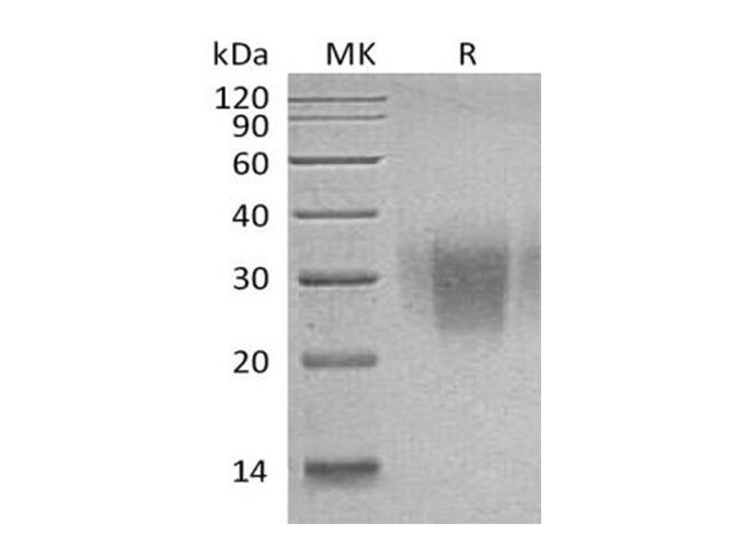 Валидация Elabscience PKSH032862(3269)