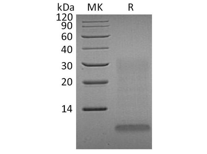 Валидация Elabscience PKSH032370(2856)