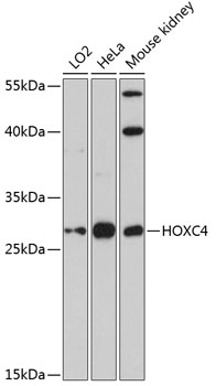 Валидация Elabscience E-AB-65606