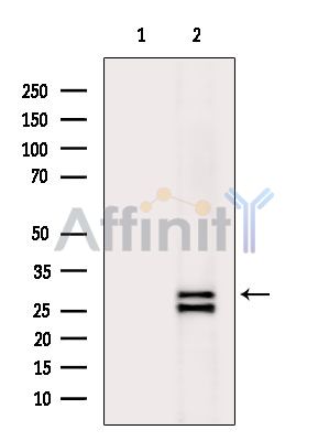 Валидация Affinity DF8393 - 20264
