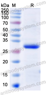 Валидация AntibodySystem YHB08402