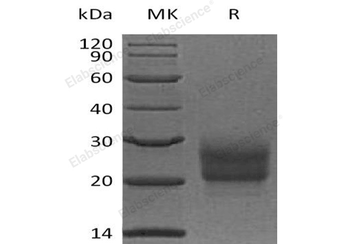 Валидация Elabscience PKSH032786(3206)
