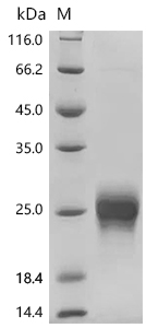 SDS-PAGE