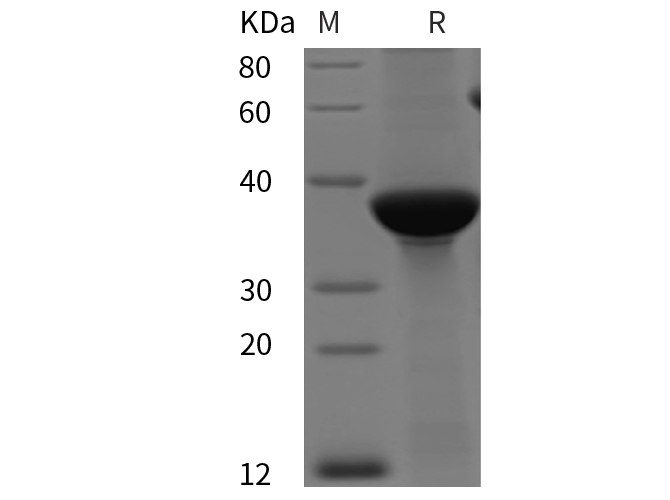 Валидация Elabscience PDEH100788(230)