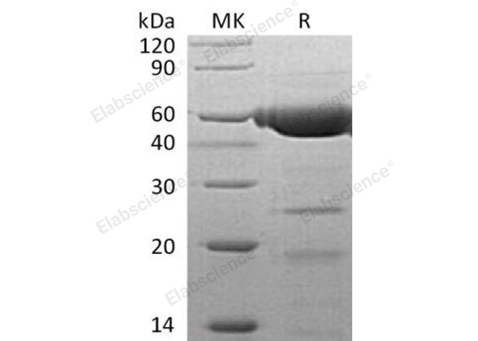 Валидация Elabscience PKSH032850(3261)