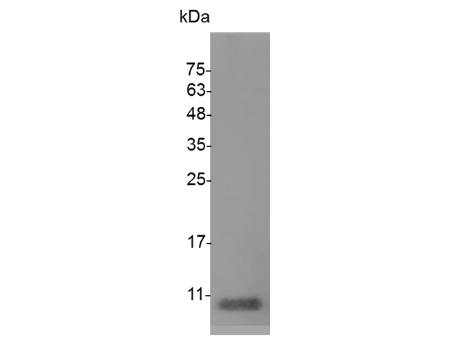 Валидация Elabscience PKSS000020(5873)