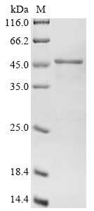 SDS-PAGE