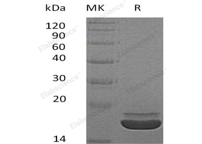 Валидация Elabscience PKSH032994(3382)
